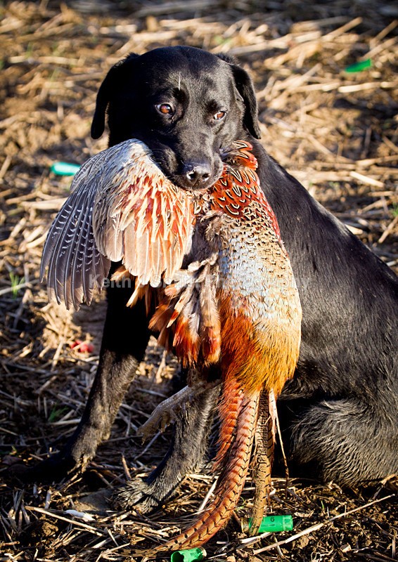 KJS_9532 - Elton Hall Estate. Shoot day.