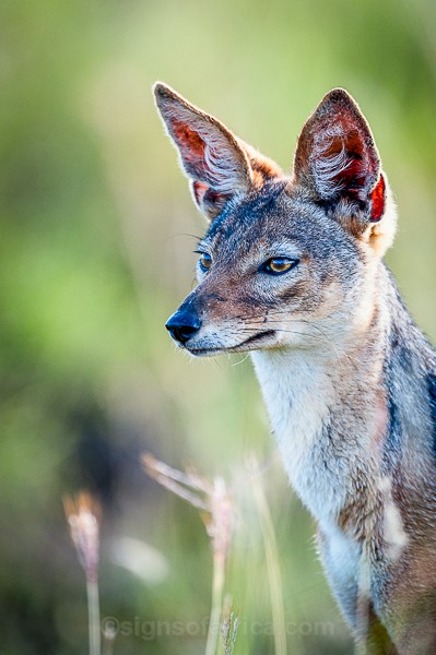 Blacked-Backed Jackal, Lewa, Kenya