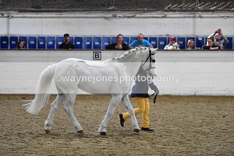WJ5_4663 - Class 3 Part Bred In hand