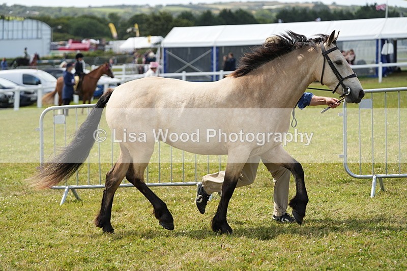 DSC05683 - Class 51: NPS M&M 4 years and over Large Breeds