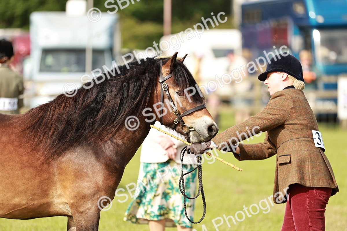 SBM_00503 - Class 14-23 - Mountain & Moorland In Hand Non Welsh