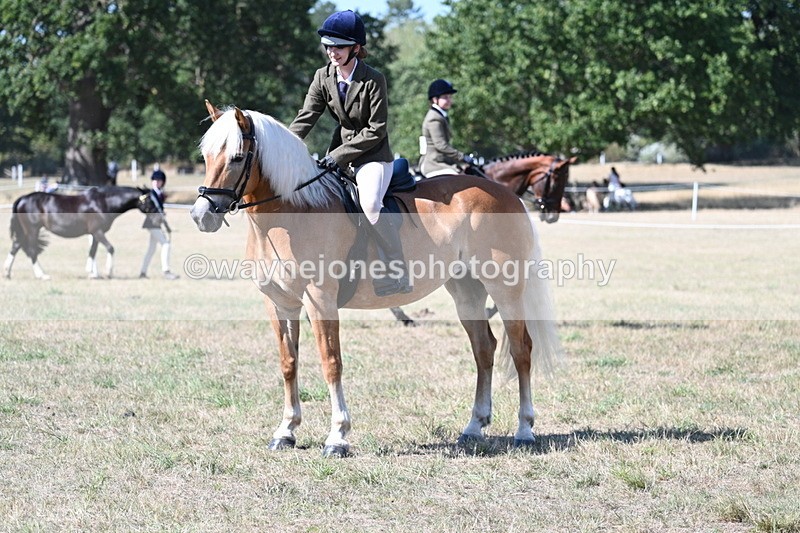 WJ7_1263 - Class 41 Prettiest Mare