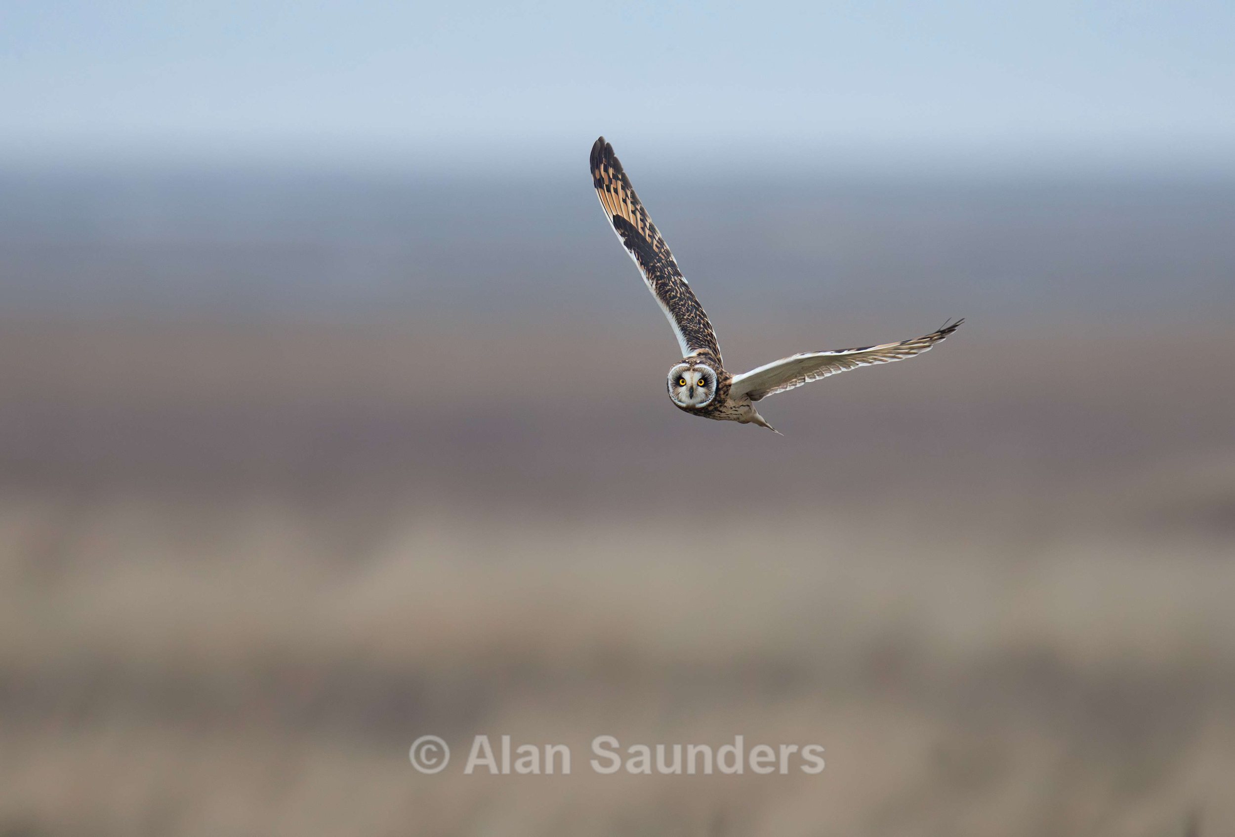 Short Eared Owl