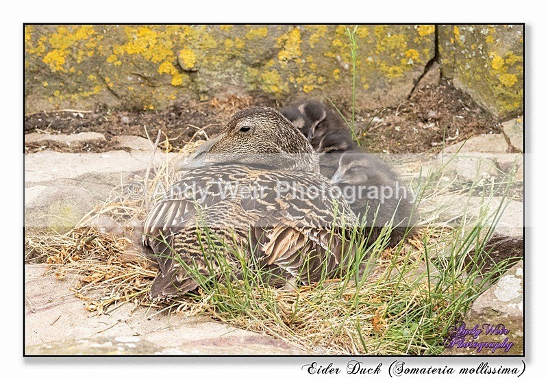 190604-untitled-8E0A4769-Edit - Eider Duck