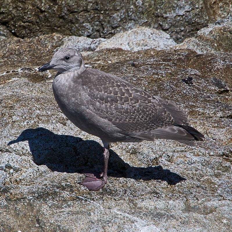 Glaucous-winged Gull (juvenile) - Glaucous-winged Gull