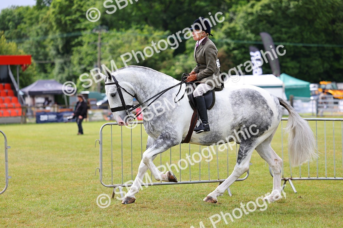SBM_02522 - Class 9-11 Side Saddle including LIHS Rising Star Ladies Show Horse