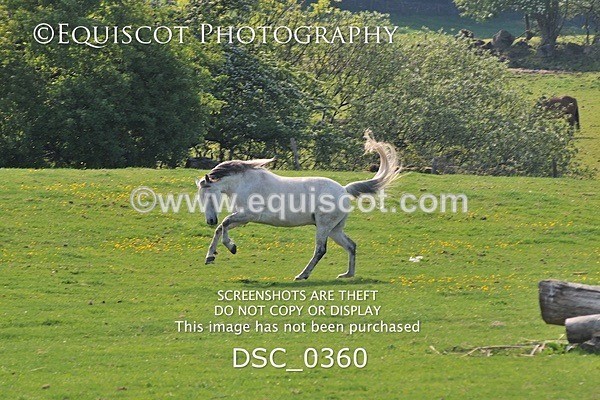 DSC_0360 - ARCHIVE REQUEST - Quincy and Guinness