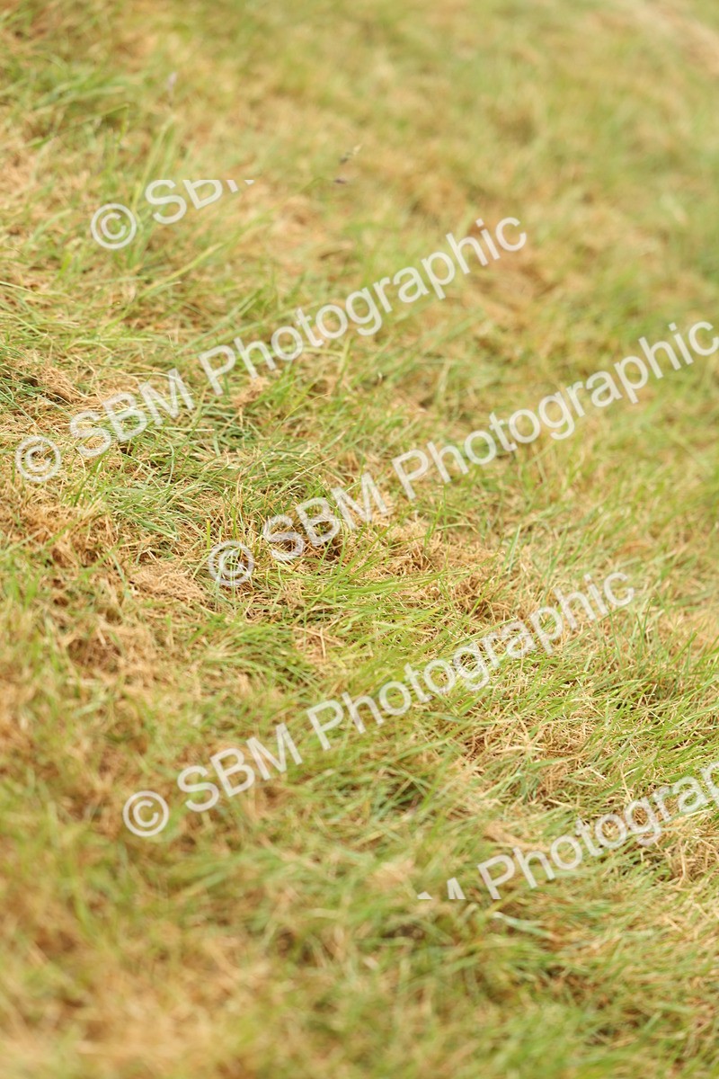 SBM_02247 - Class 50-57 - M&M Welsh Pony In Hand