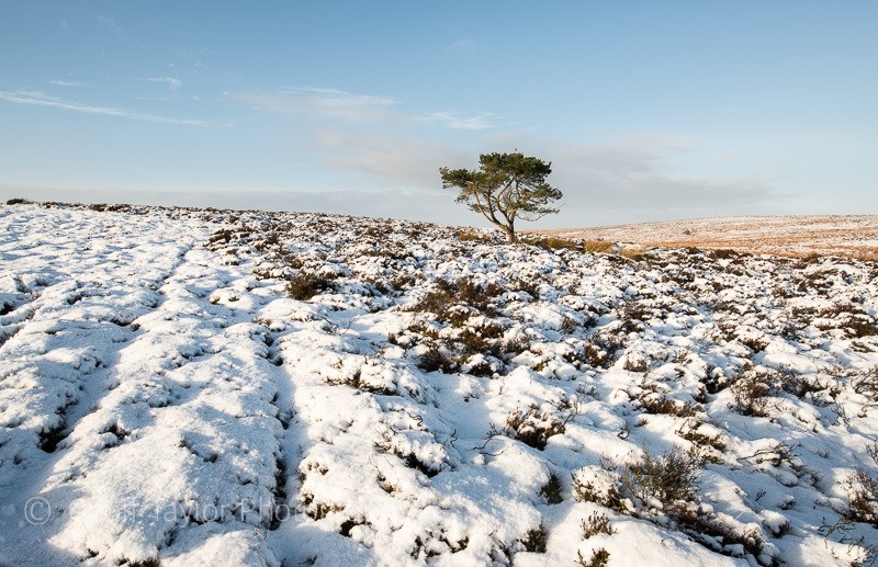 Tree on Round Hill, Long Mynd - The Long Mynd