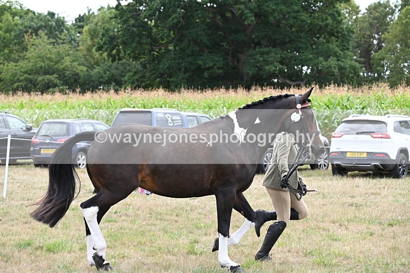 WJ6_6245 - Class 19 In-hand Veterans (Uploaded correct folder)