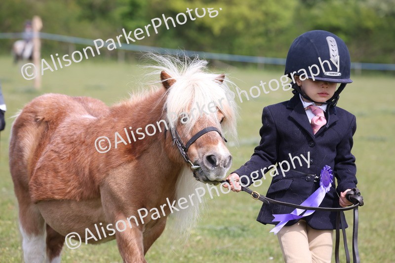 20260426-3136 - Class 26 - Shetland Ponies and Minitures