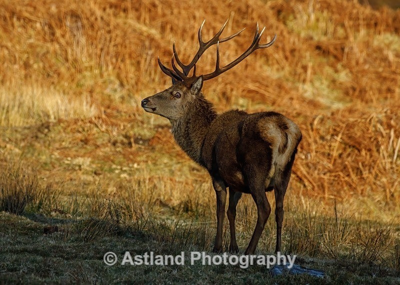 Red Deer - Latest Images