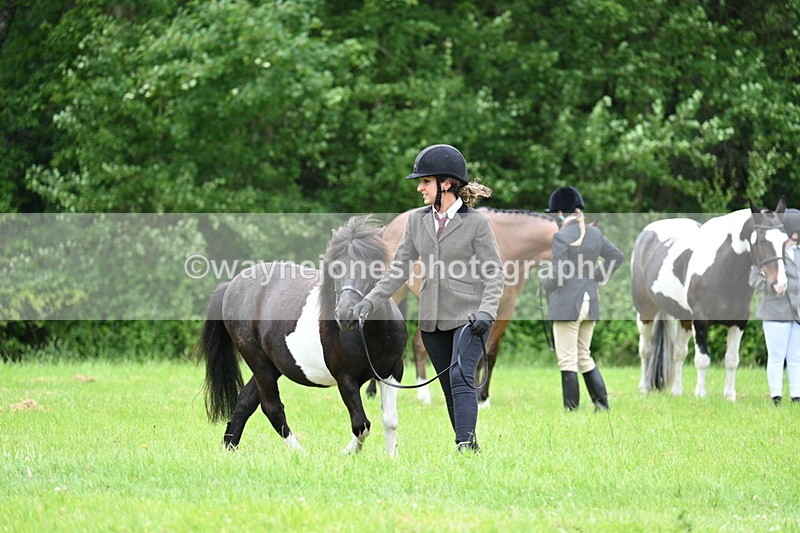 WJ7_4077 - Class 14A Handsome Gelding