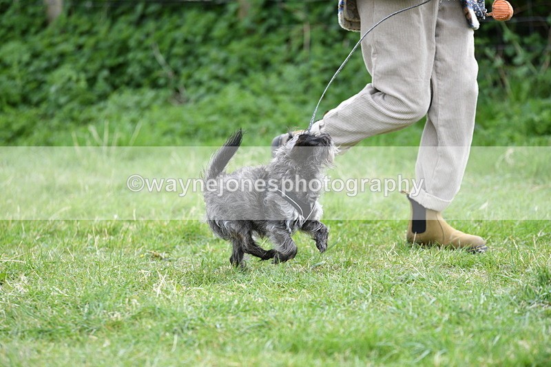 WJ5_9213 - Class 1 Best Cross Breed / Heniz 57