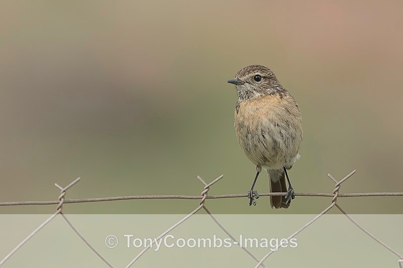 Stonechat  (juv) - Lesvos ~ Other Birds