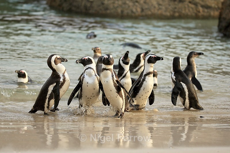 African Penguins emerge from sea, Boulders Beach, South Africa - African Penguin