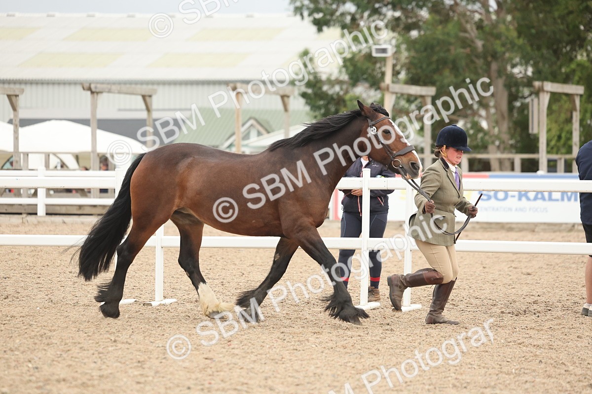 SBM_19779 - Class 318 - IH Part Bred Horse-Pony