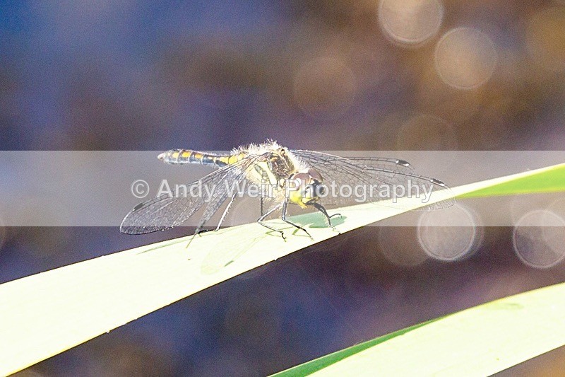 20180704-Rixton-3K8A1881 - Dragonflies & Damselflies