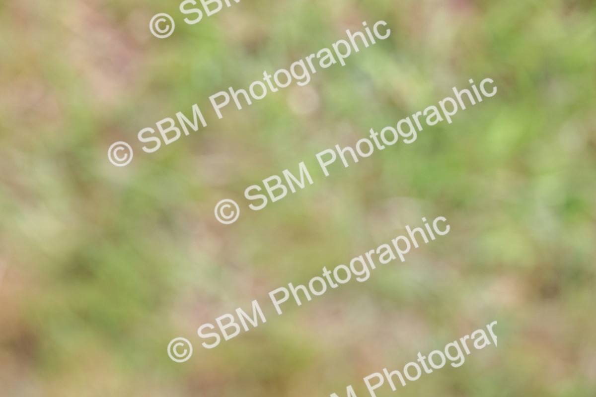 SBM_08885 - Class 42-43 - LIHS BSPS Heritage Working Sports Pony