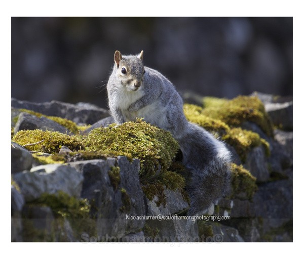  - Wildlife Wildlife