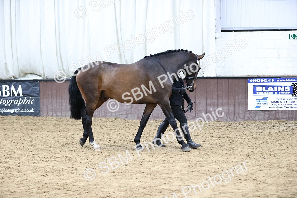 SBM_5725 - Class 3 - BSHA In Hand Show Hunter