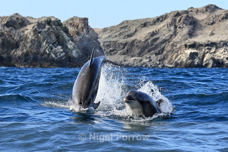 Two Bottlenose Dolphins breaching, Chile - Dolphin