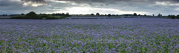 borage field      ref Panoramic 3 - Panoramic Landsapes