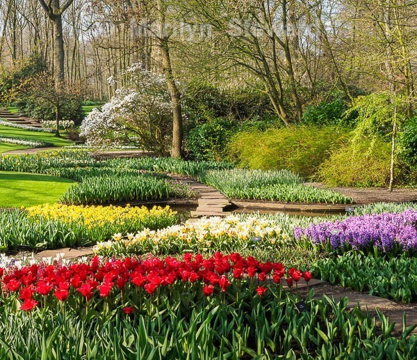 Keukenhof gardens - 2 - Amsterdam to Antwerp