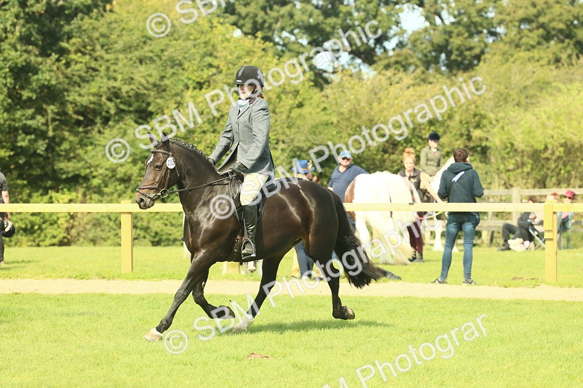 SBM_66656 - S34 - Rehabilitated Rescue Horse & Pony In Hand & Ridden