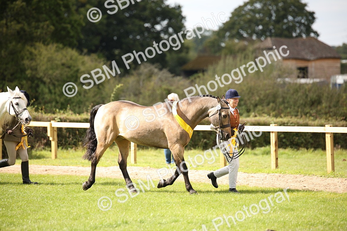 SBM_46427 - S25 - Mature Veteran In Hand