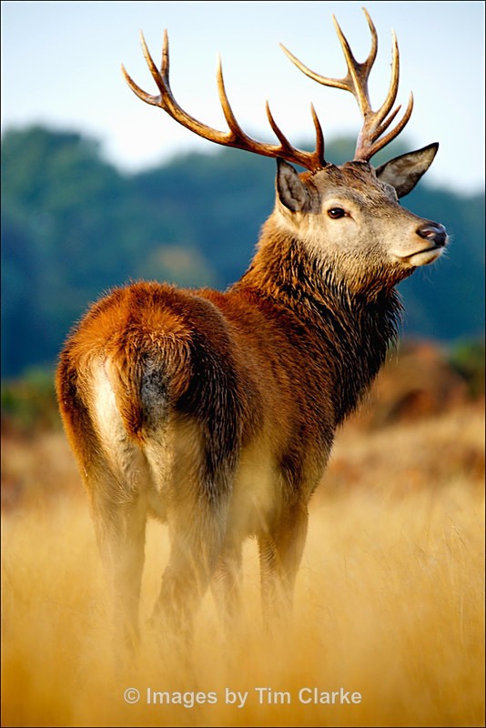 Stag at Bushy Park 232 - Wildlife