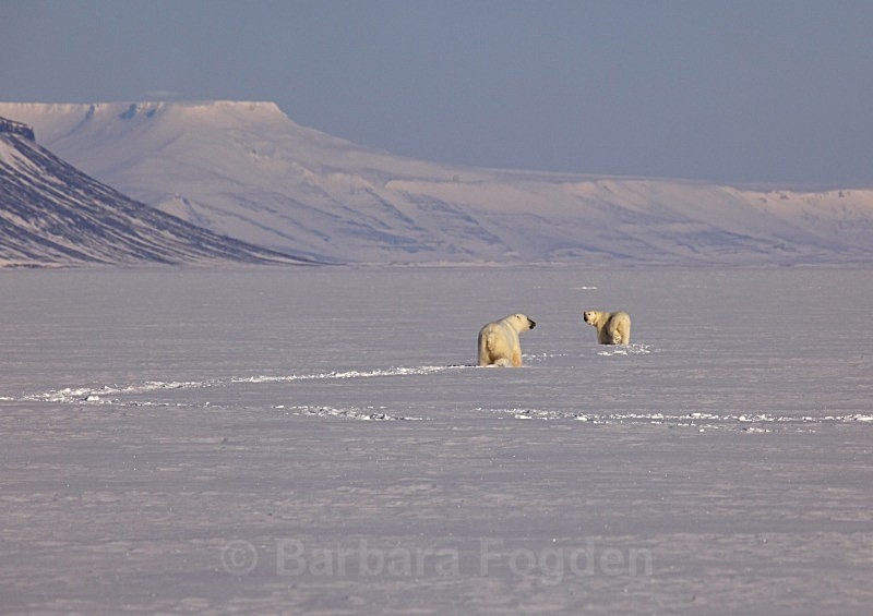 Polarbears 6503 - Wildlife