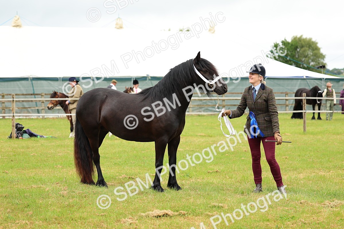 SBM_00439 - Class 58-67 - M&M Non Welsh Pony In hand
