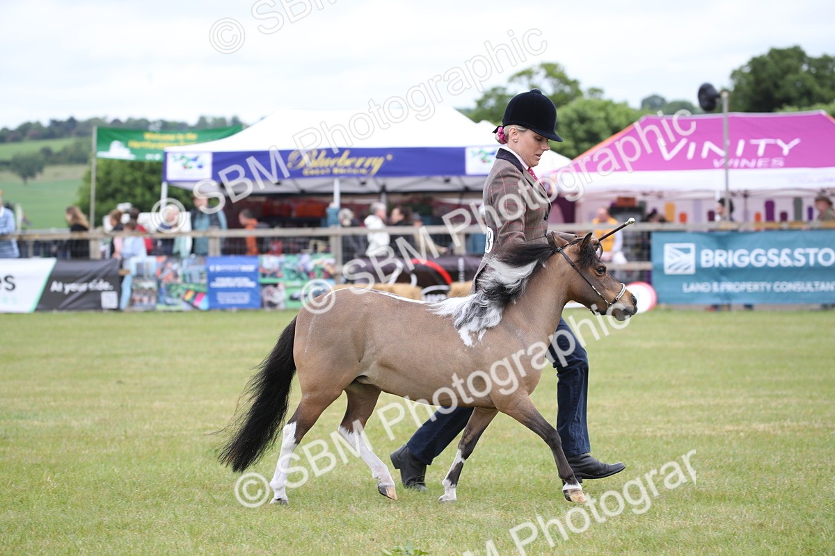 SBM_03977 - Class 23-25 - British Miniature Horse of the Year