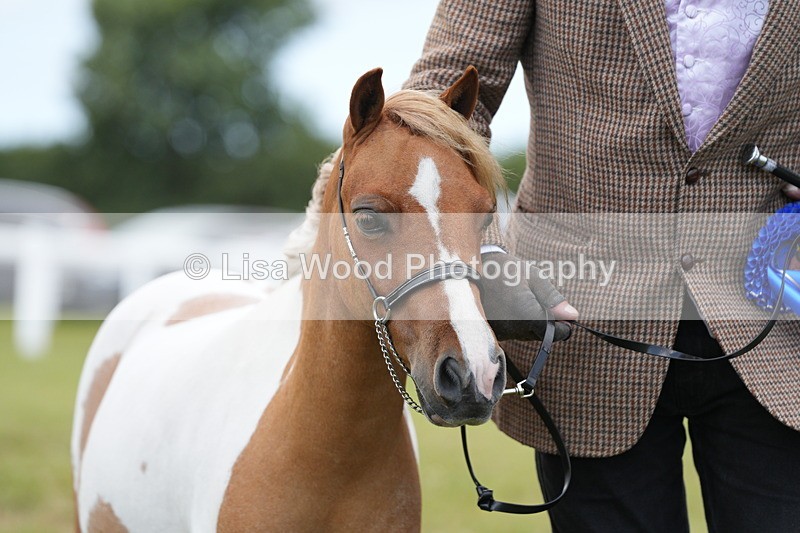DSC06627 - Class 57: Miniature Horse 4yrs & over
