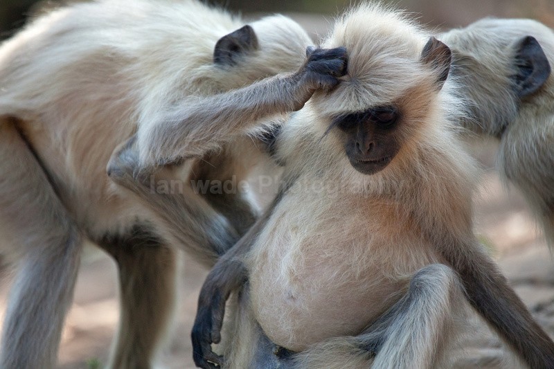 - Indian - People, Culture, Wildlife & landscape