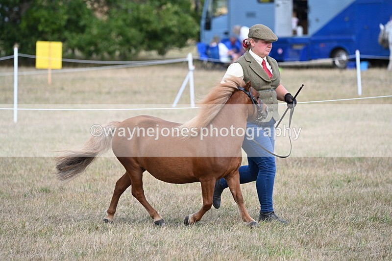 WJ6_6866 - Class 21 Shetland & Mini Horses