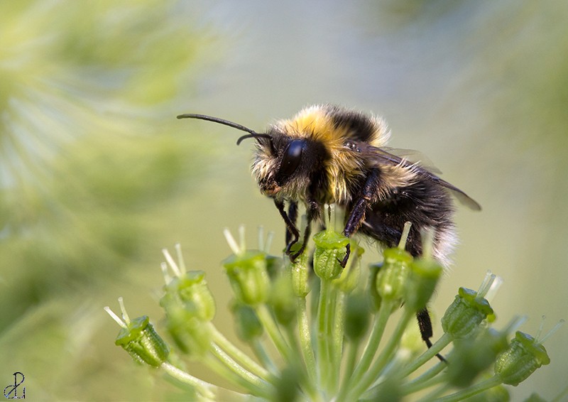 Macro photography by Diana Uzun