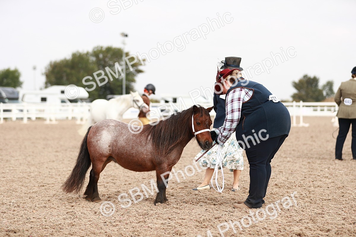 SBM_11829 - Class 206 IH Non Show Type Pony