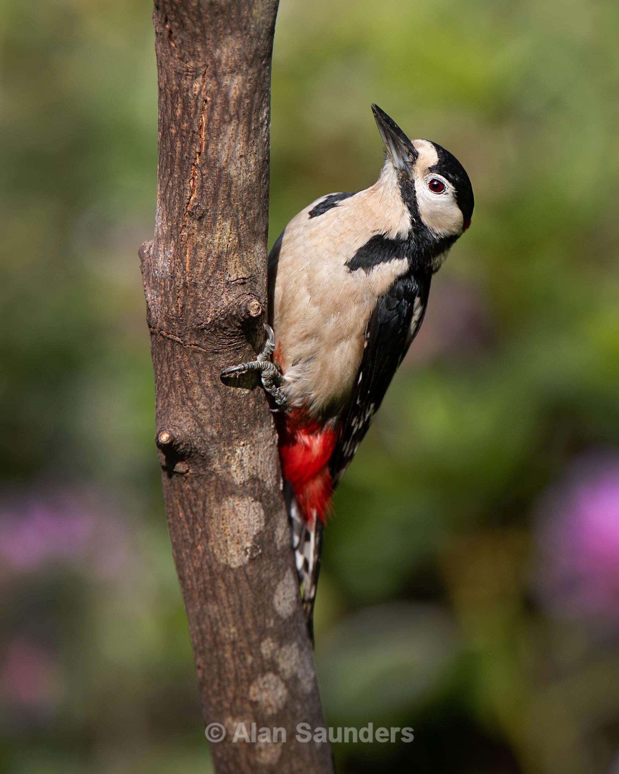 Great Spotted Woodpecker 9