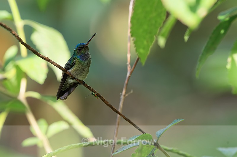 Charming Hummingbird perched, Drake Bay, Costa Rica - Charming Hummingbird