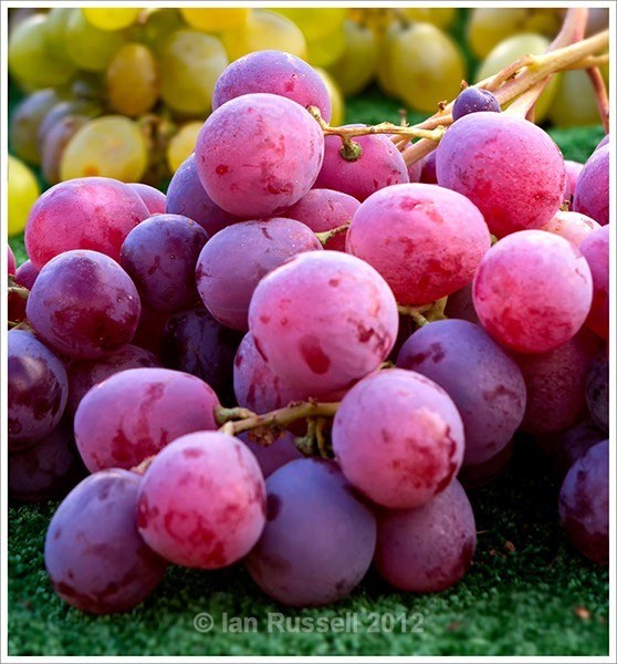 Grapes - Other Images