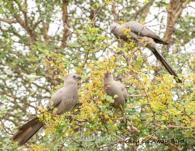  - South Africa Birds and Mammals