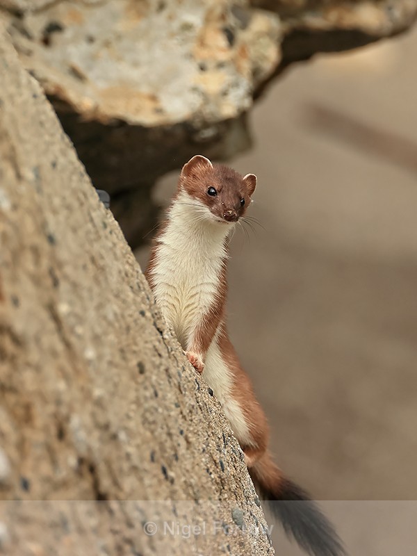 Stoat on sloping rock side, Duck Island, Alaska - Stoat