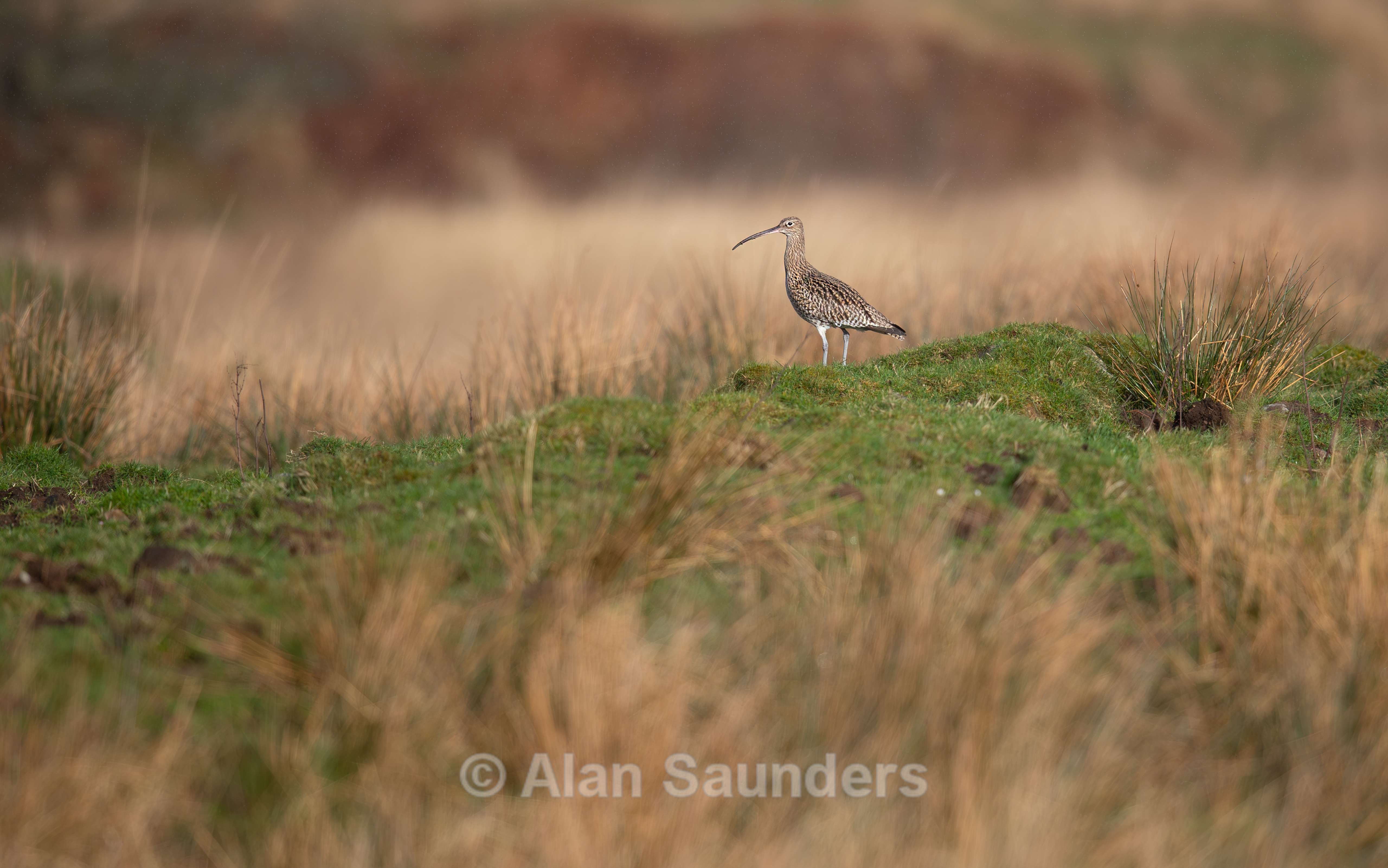 Eurasian Curlew 45