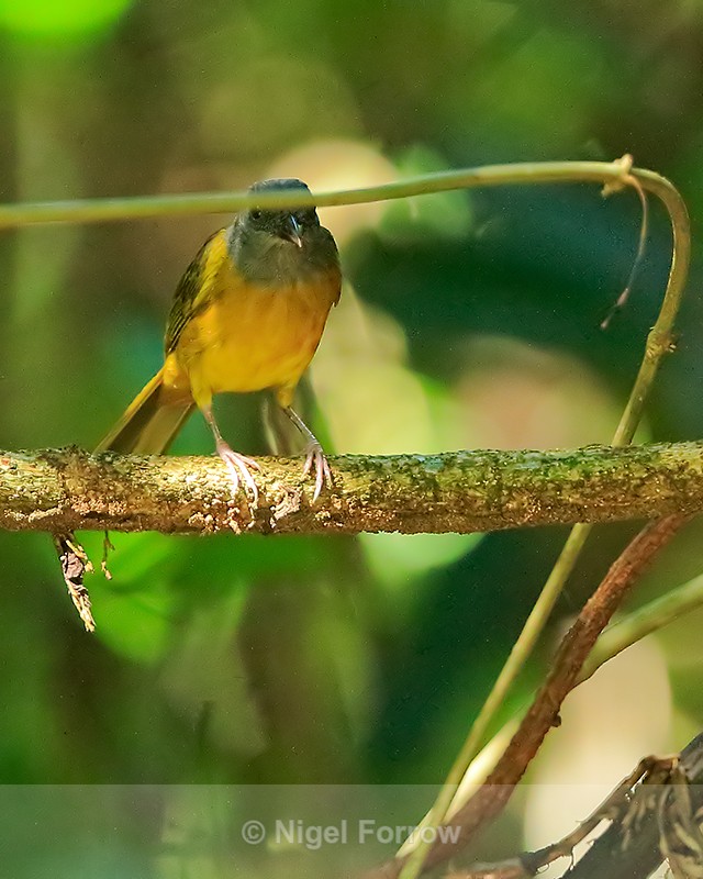 Grey-headed Tanager, Corcovado National Park, Costa Rica - Grey-headed Tanager
