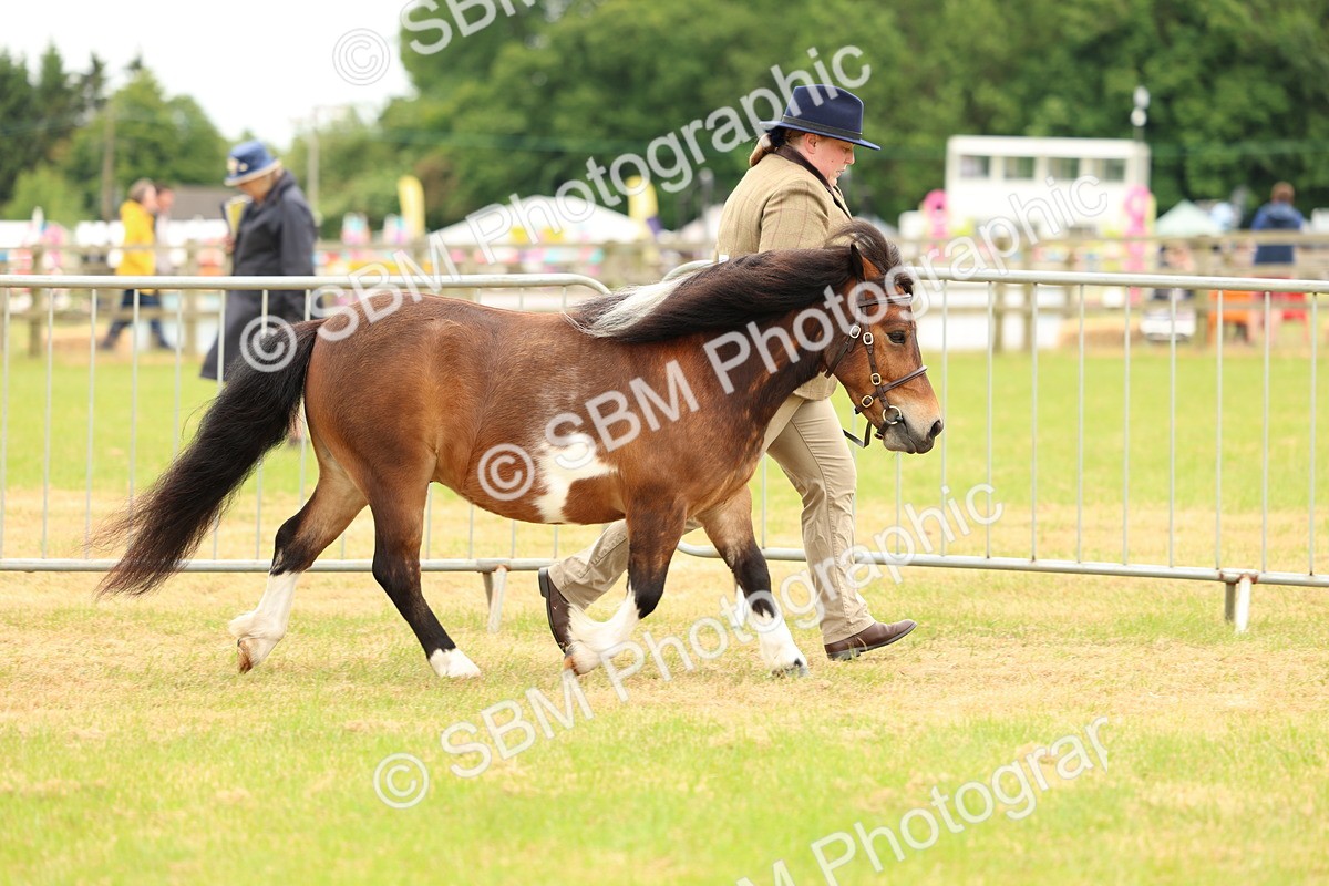 SBM_04360 - Class 64-67 - Shetland Pony In Hand