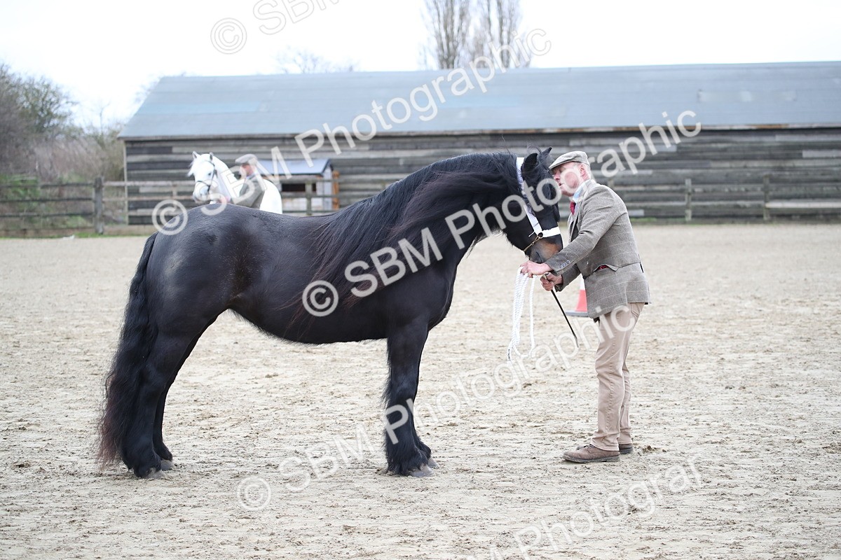 SBM_004045 - Class 1-4 - Young Stock classes Inc. In Hand Championship