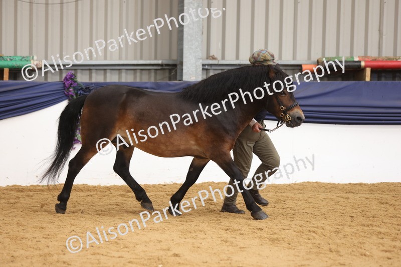 20260913-1749 - Class 117 - Stallion 4years and over