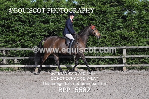 BPP_6682 - RING 1  (RIDDEN HORSES / IN HAND / VETERAN ETC)